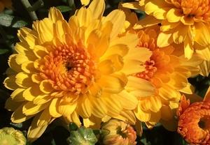 Chrysanthemum Akilon Gold