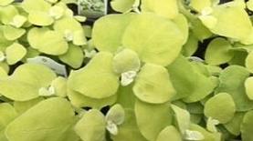 Helichrysum petiolare Limelight