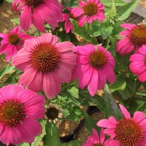 Echinacea purpurea Pow Wow Wild Berry
