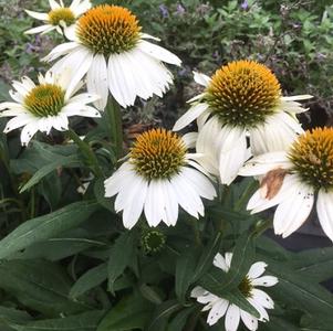 Echinacea purpurea Pow Wow White