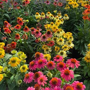 Echinacea hybrida Cheyenne Spirit