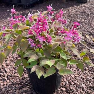 Epimedium grandiflorum Purple Pixie