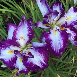 Iris ensata Lion King