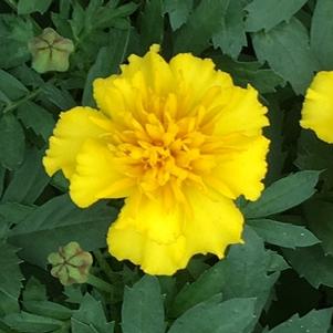 Marigold Janie Bright Yellow