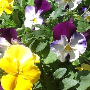Pansy Cool Wave® Mix