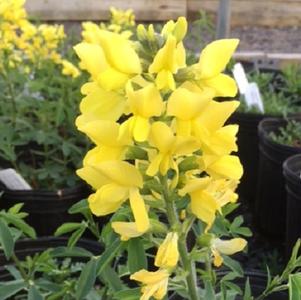 Thermopsis chinensis Sophia