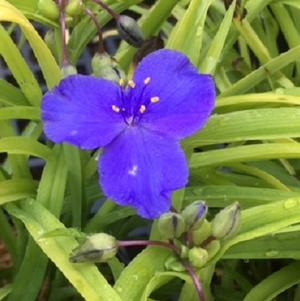 Tradescantia Sweet Kate