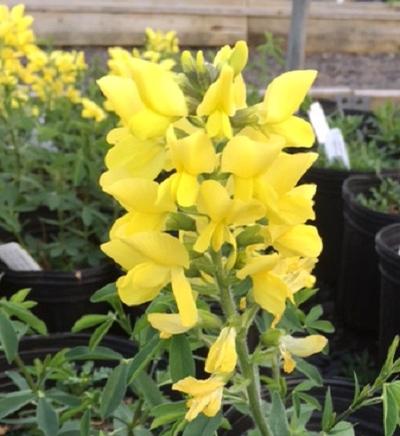 Thermopsis chinensis (Pea Bush)