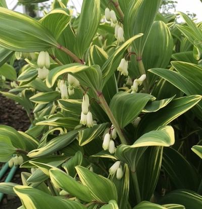 Polygonatum (Solomon's Seal)