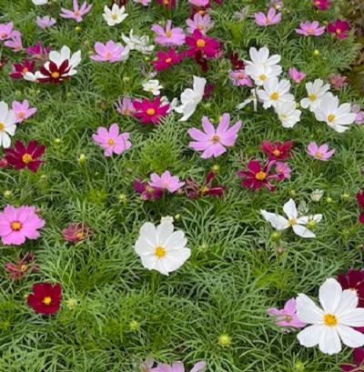 Cosmos (Cosmos)