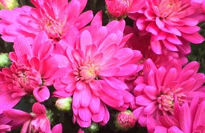 Chrysanthemum ()