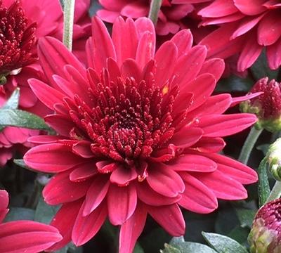 Chrysanthemum ()
