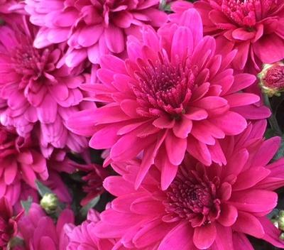 Chrysanthemum ()