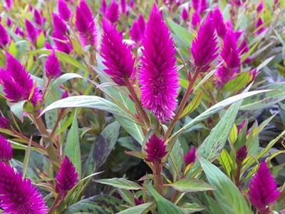 Celosia ()