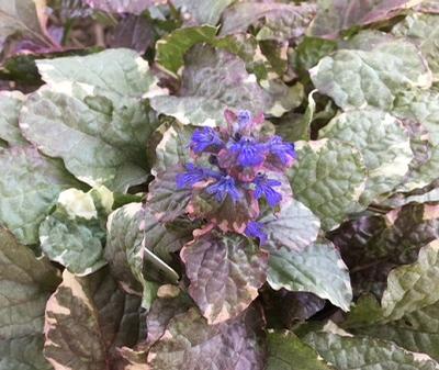 Ajuga reptans ()