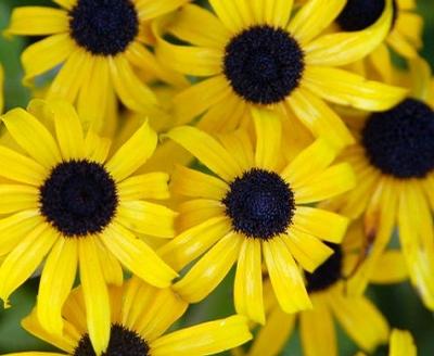 Rudbeckia x (Black-Eyed Susan)