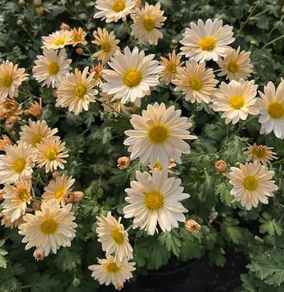 Chrysanthemum x ()