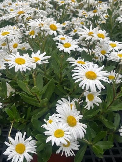 Chrysanthemum nipponicum (Montauk Daisy)