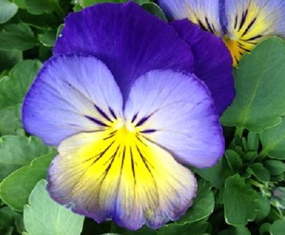 Pansy ()