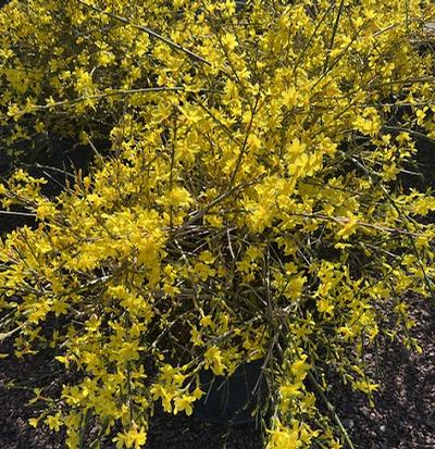 Winter Jasmine