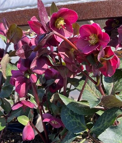 Lenten Rose