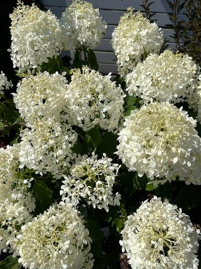 Hydrangea paniculata (Panicle Hydrangea)