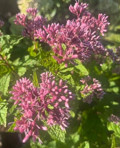 Joe Pye Weed