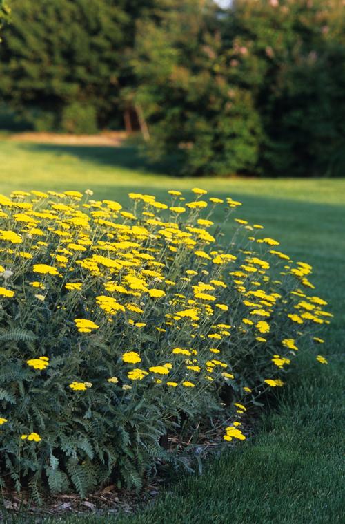 Achillea x (Yarrow)