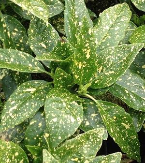 Aucuba japonica (Gold Dust Plant)