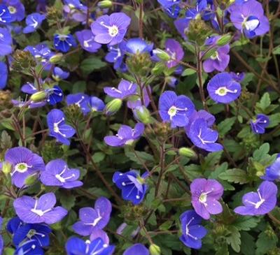 Veronica peduncularis (Speedwell)