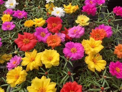 Portulaca ()