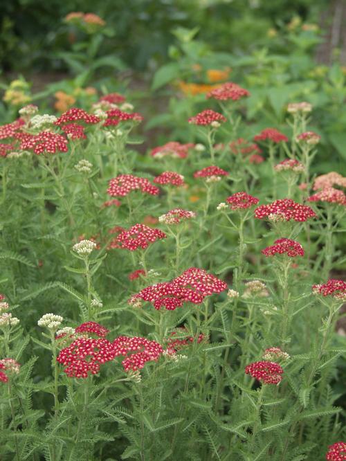 Achillea millefolium (Yarrow)