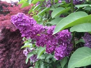 Syringa vulgaris ()