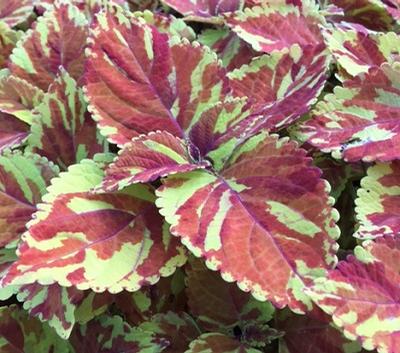 Coleus (Coleus)