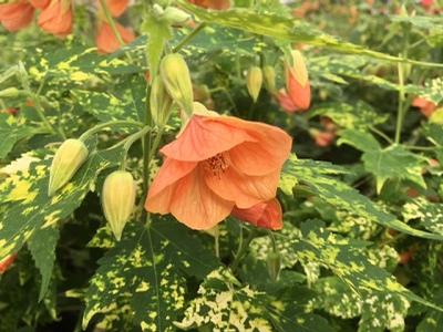 Abutilon (Flowering Maple)