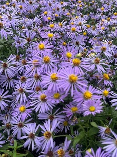 Aster oblongifolius (Aromatic Aster)