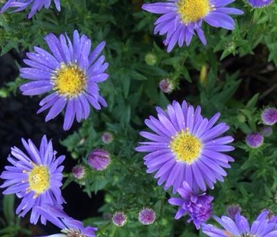 Aster ()
