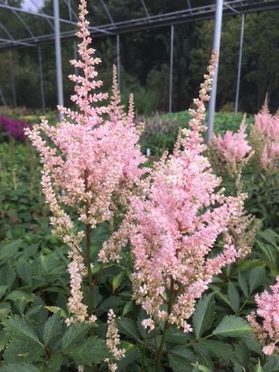 Astilbe x arendsii ()