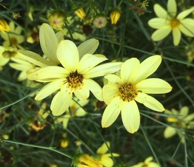 Coreopsis verticillata (Tickseed)