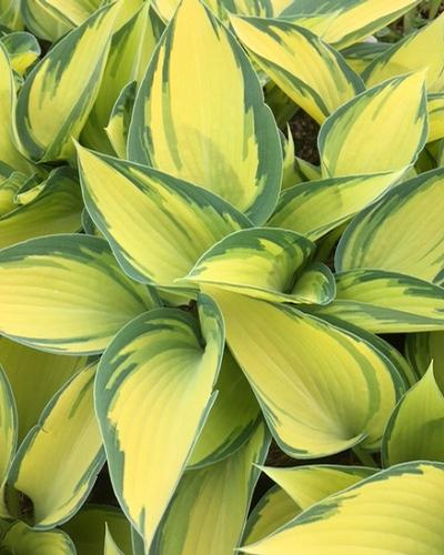 Hosta ()