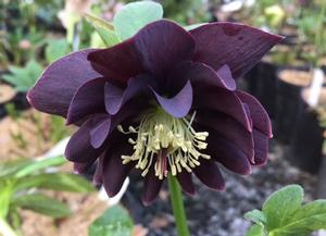 Helleborus Midnight Ruffles