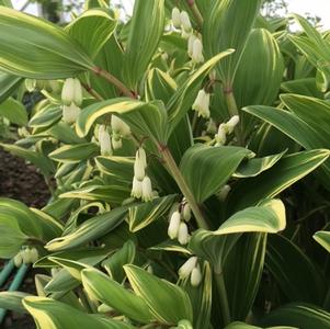 Polygonatum Variegatum