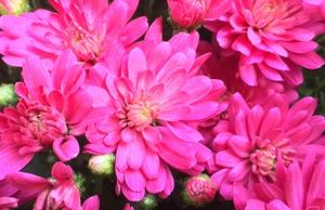 Chrysanthemum Jacqueline Pink