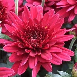 Chrysanthemum Patty Pomegranate