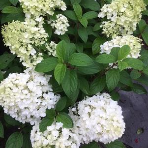 Hydrangea paniculata Bobo