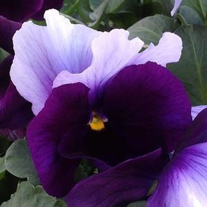 Pansy Delta Premium Beaconsfield