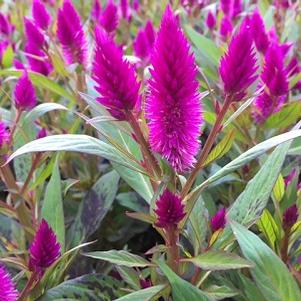 Celosia Intenz Classic