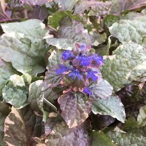 Ajuga reptans Burgundy Glow