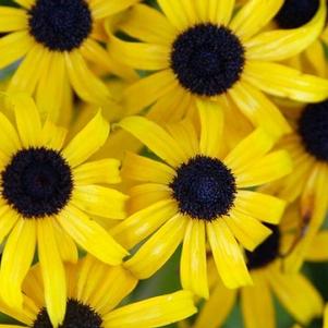 Rudbeckia x American Gold Rush