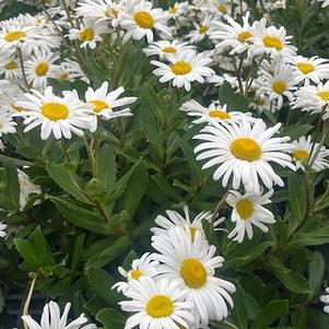 Chrysanthemum nipponicum 